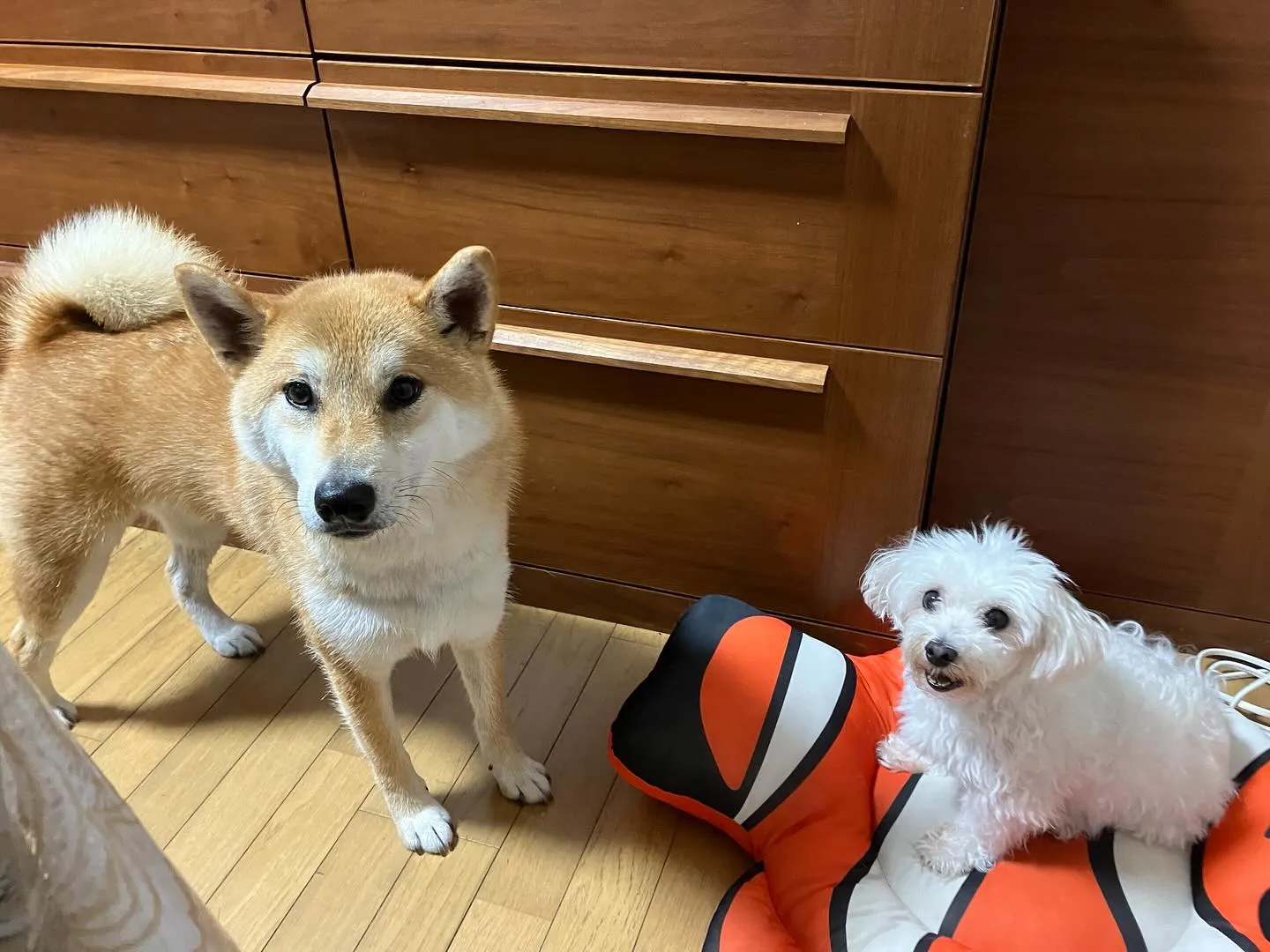 合同会社フィンベルです。